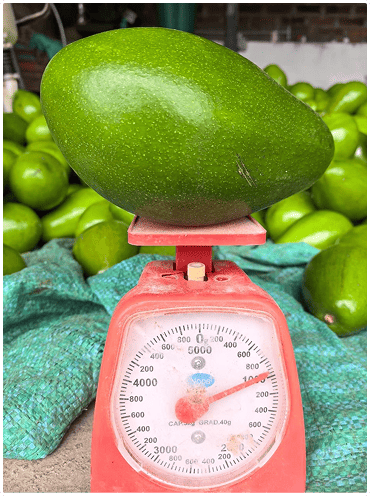 Avocado Weighing